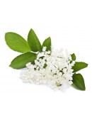 Sirop de fleurs de Pissenlit – Din Eden – 250ml